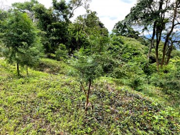 貿聯集團攜手臺大實驗林栽種樹苗3,000株於南投水里造林